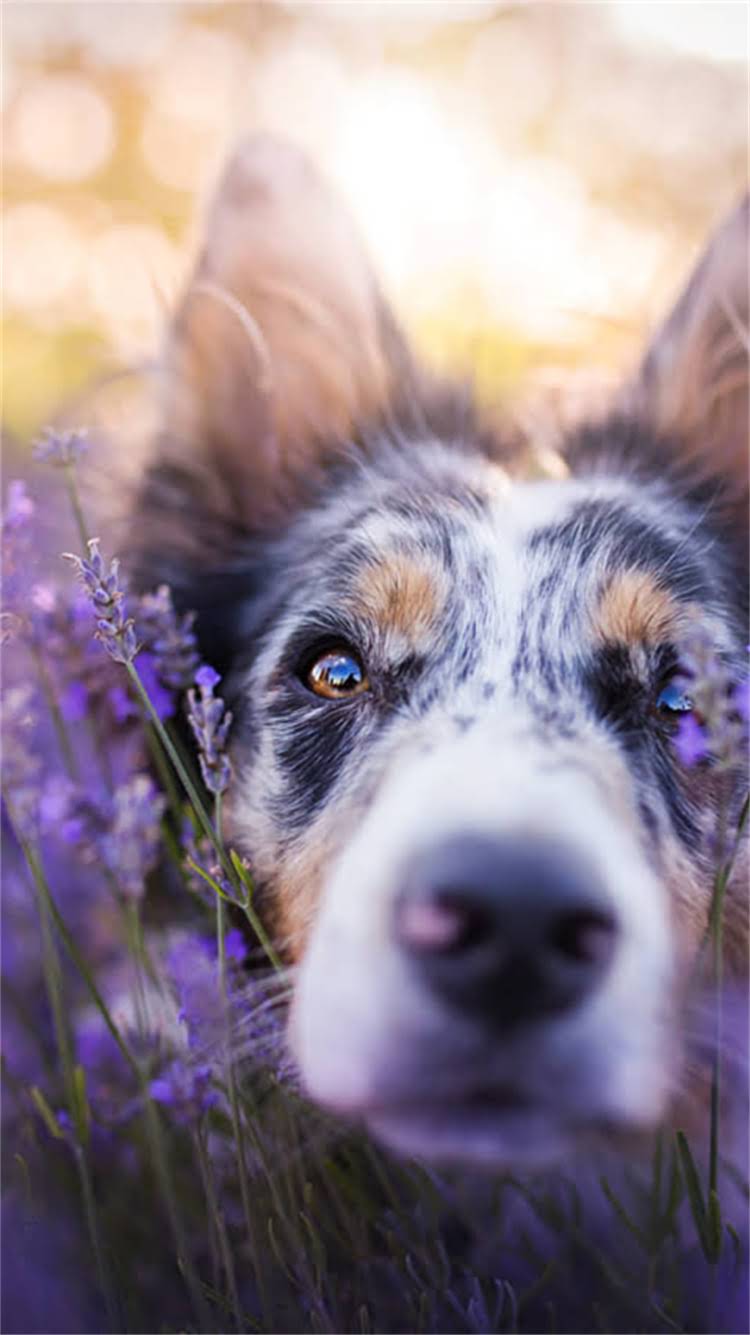 图片 无锡CKU柯基犬价格多少钱一只能买？本地正规犬舍推荐与饲养指南1.jpg