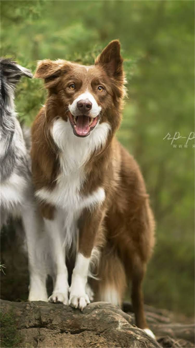 图片 无锡CKU柯基犬价格多少钱一只能买？本地正规犬舍推荐与饲养指南2.jpg