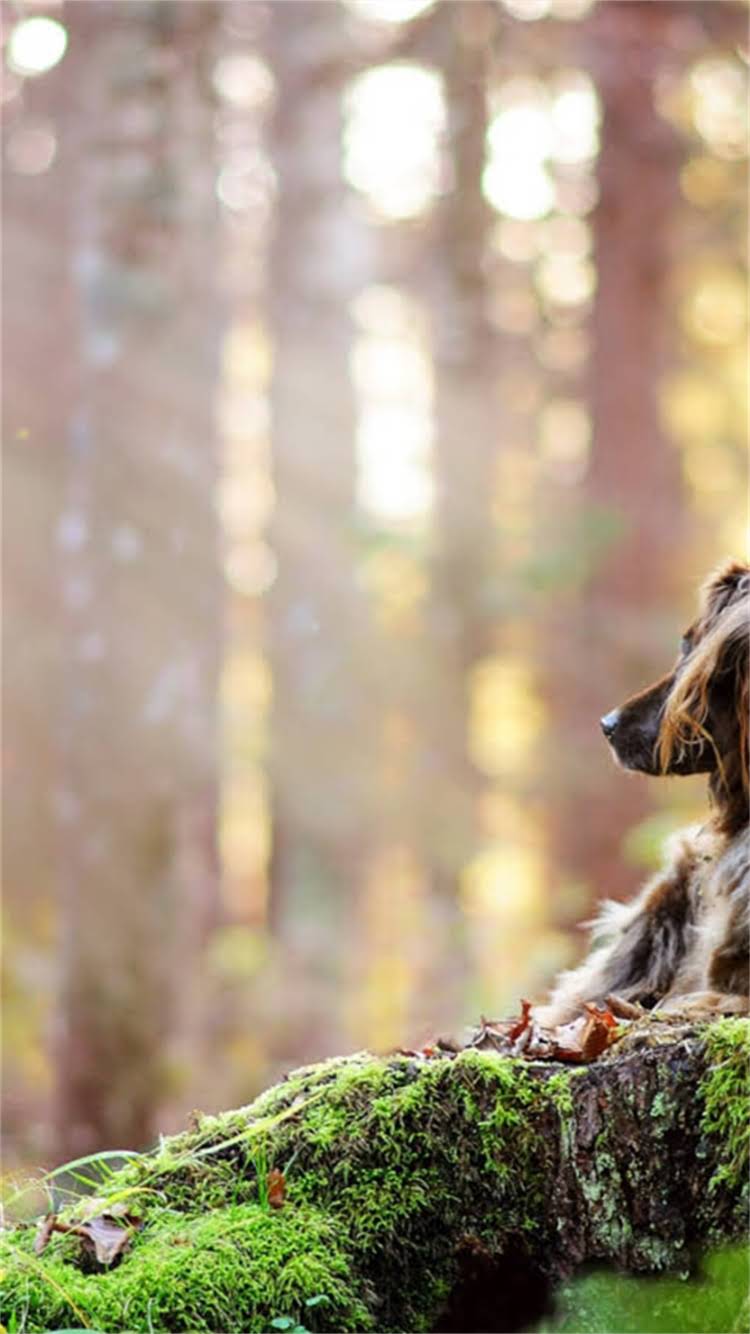 图片 日本纯种白色秋田犬多少钱？性格特点与饲养指南全1.jpg