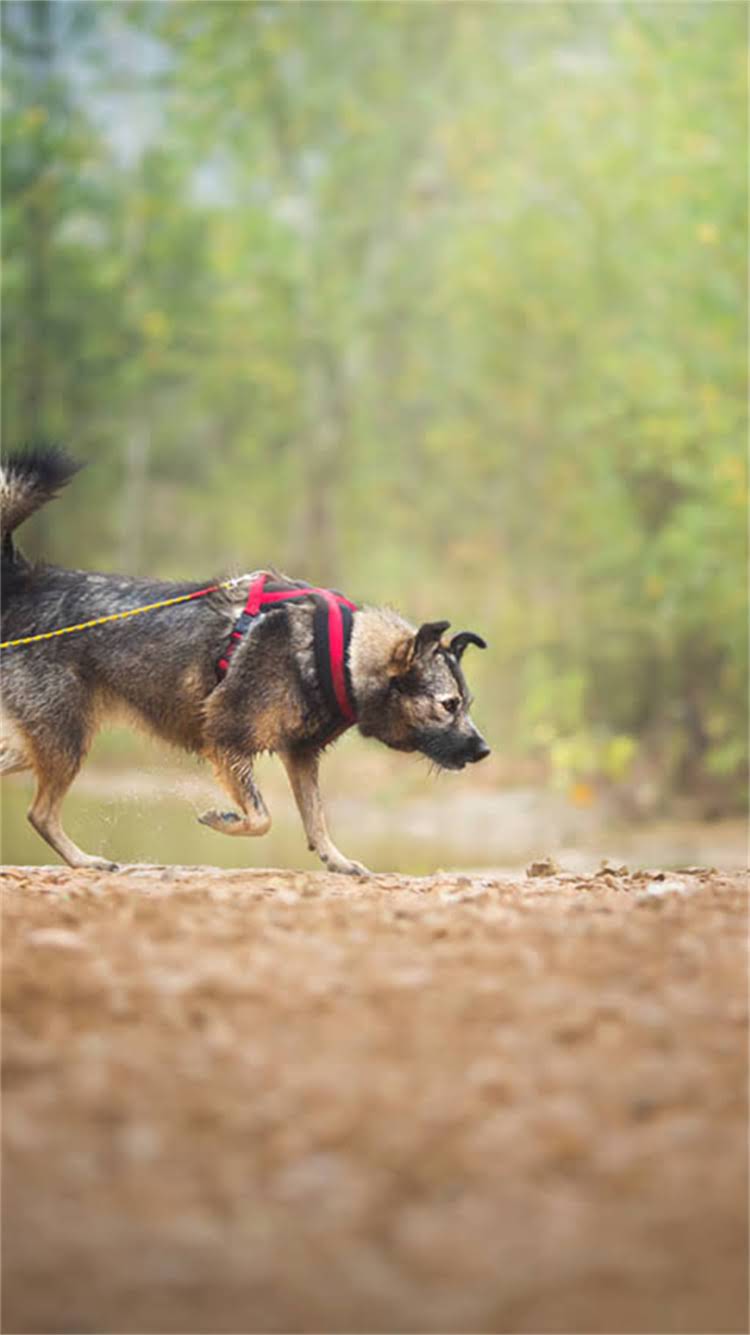 图片 昆山养宠必看！狗狗打狂犬疫苗全攻略｜5大关键点你需要知道.jpg