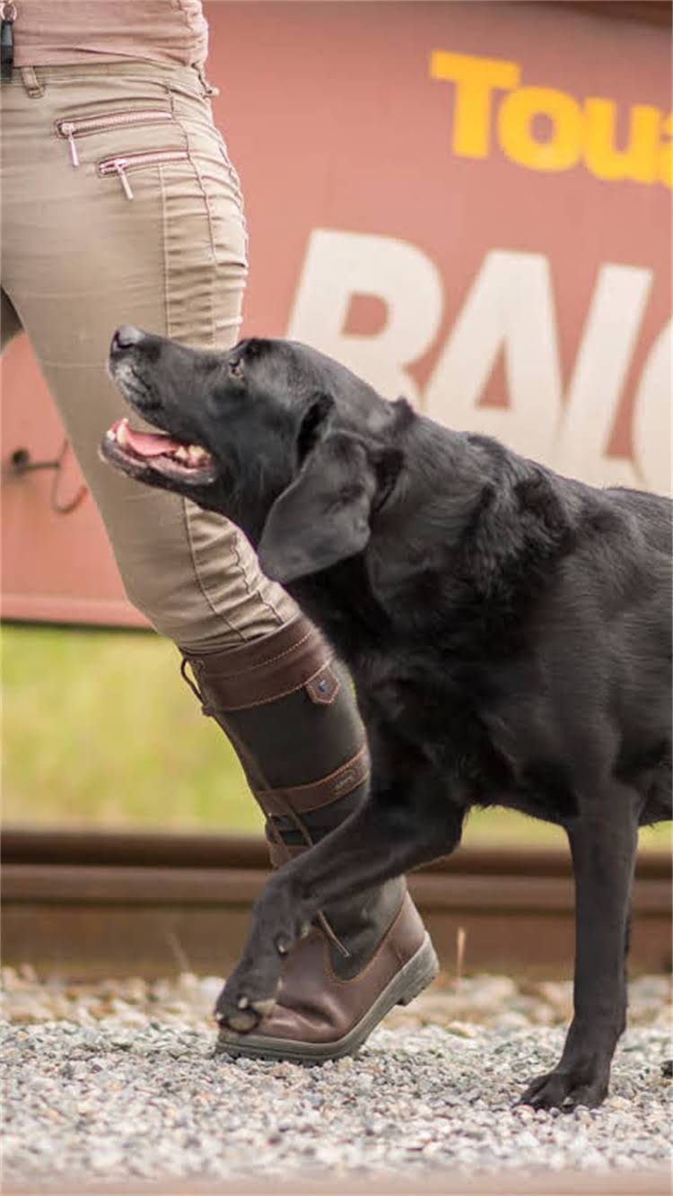 图片 昆明博美犬纯种价格区间+饲养全攻略（附避坑指南）.jpg