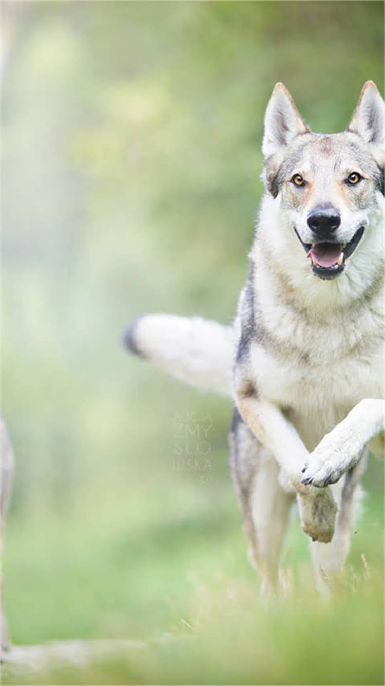 图片 昆明博美犬纯种价格区间+饲养全攻略（附避坑指南）1.jpg