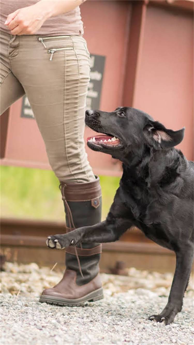 图片 昆明博美犬纯种价格区间+饲养全攻略（附避坑指南）2.jpg