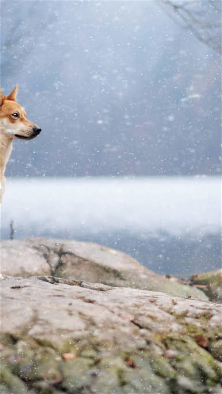 图片 昆明哪里买哈士奇？最新犬舍+领养攻略🐾1.jpg