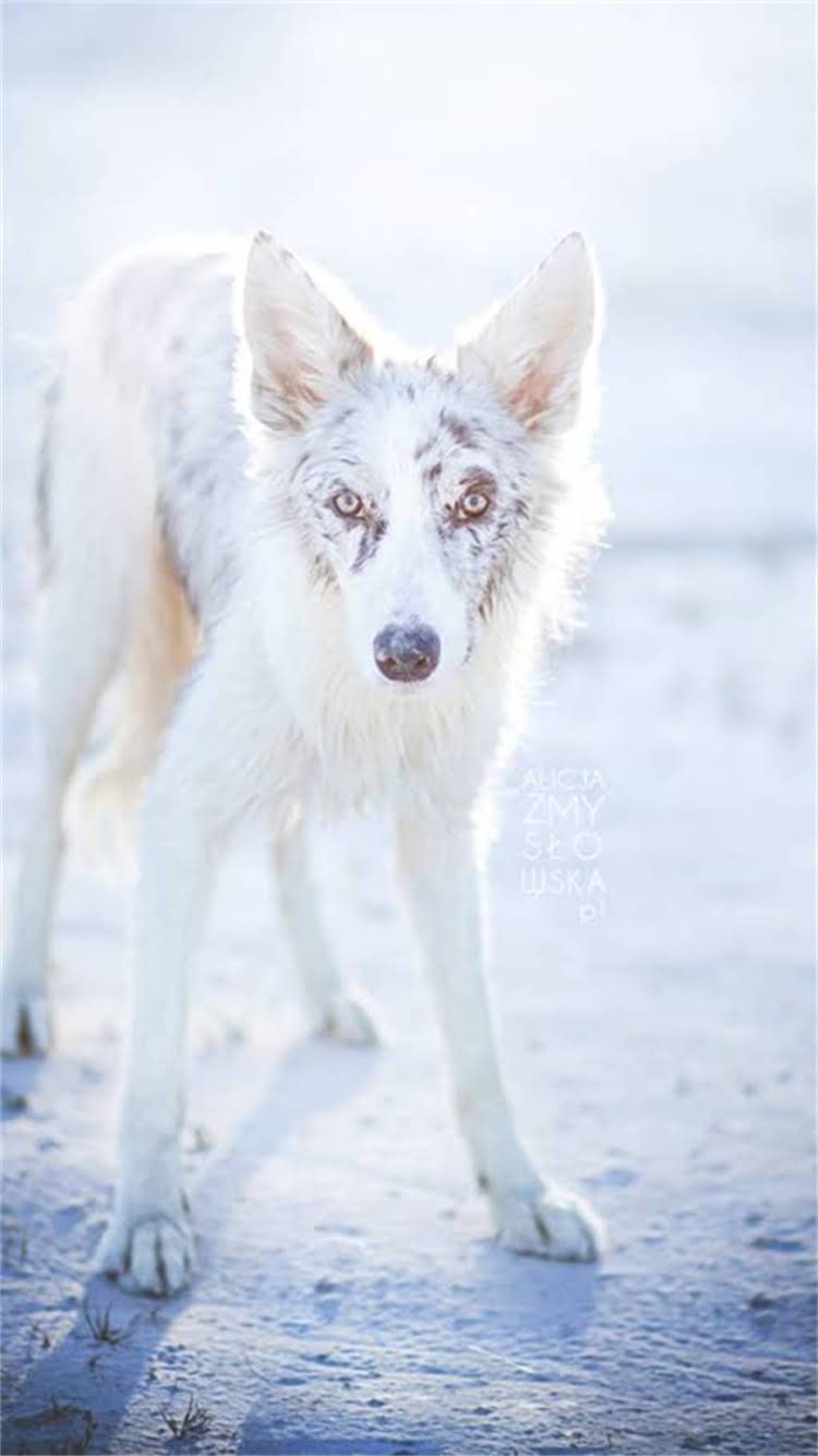 图片 昆明哪里能买到哈士奇？最新犬舍推荐+领养避坑指南（附地址+价格）1.jpg
