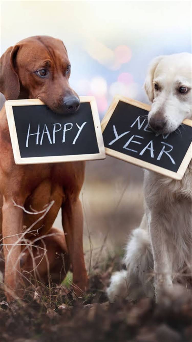 图片 昆明哪里能买到哈士奇？最新犬舍推荐+领养避坑指南（附地址+价格）2.jpg