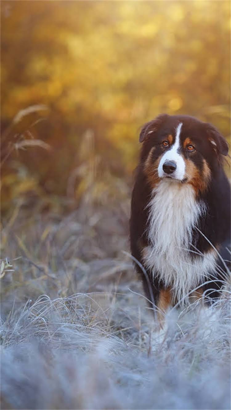 图片 昆明大理丽江地区阿拉斯加犬免费领养公益活动启动！度公益领养指南2.jpg