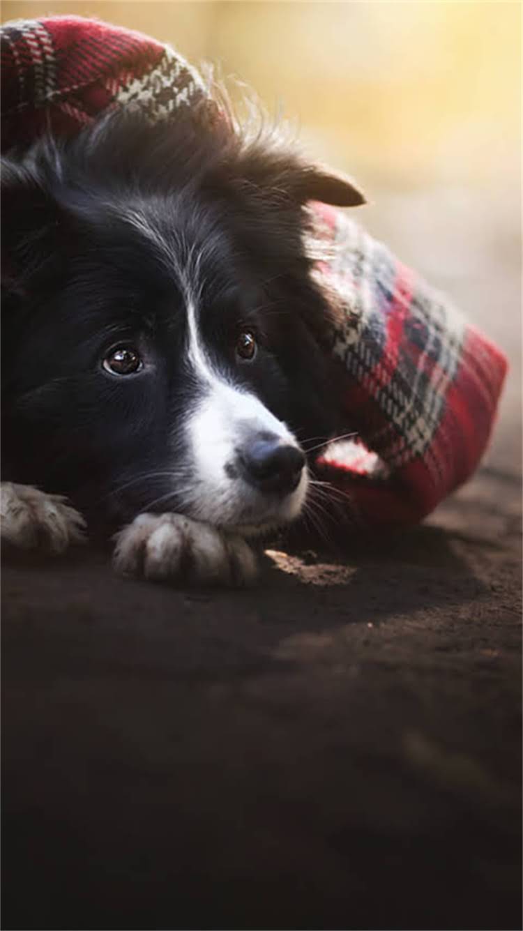 图片 昆明拉布拉多猎犬价格多少钱？昆明拉布拉多猎犬品种特性及饲养指南（附最新信息）.jpg
