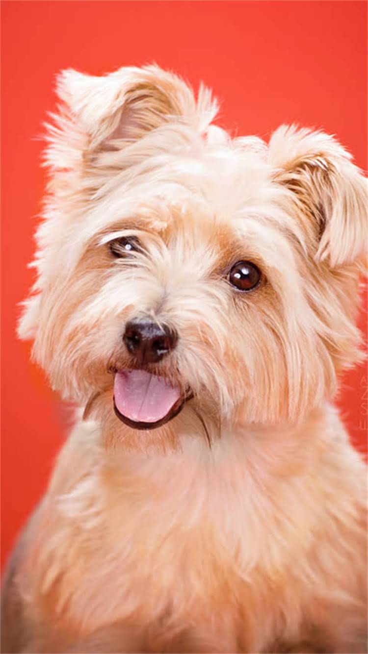 图片 昆明犬幼犬训练最佳时间表：3月龄前必做事项与科学训练指南.jpg