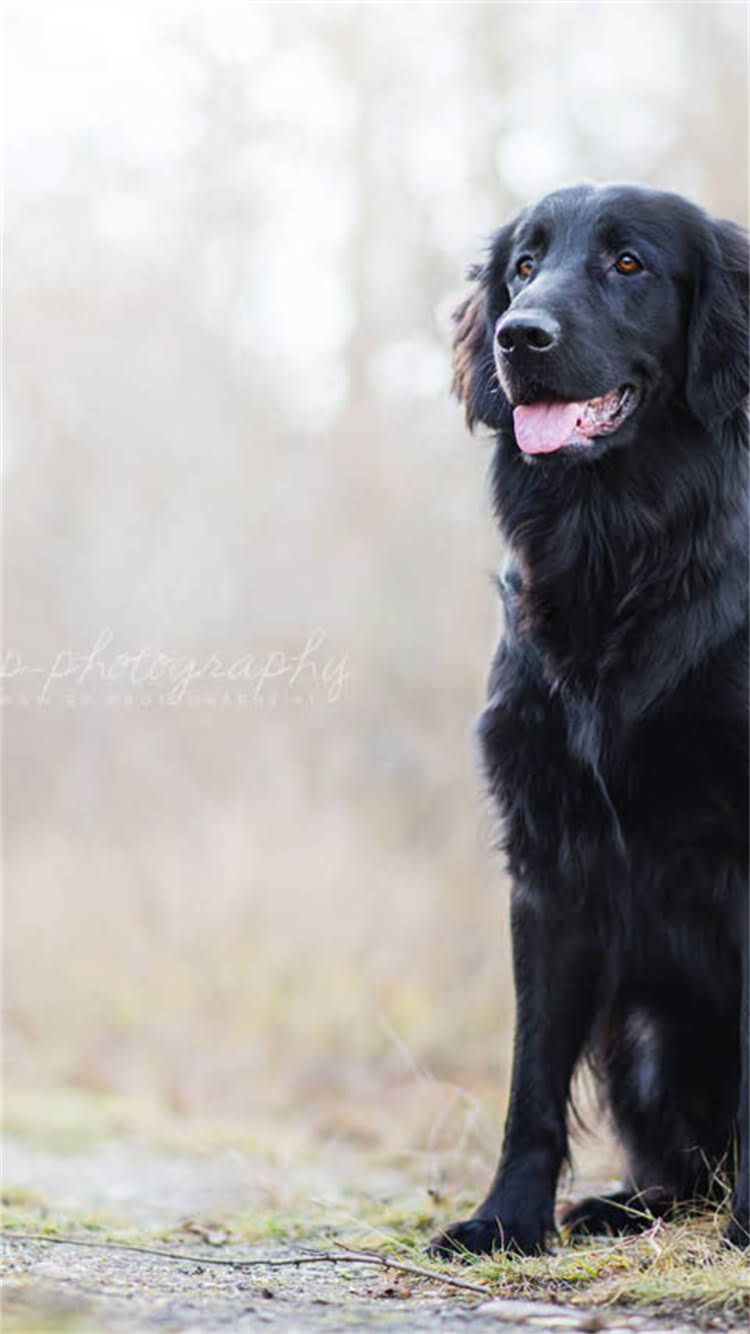 图片 昆明金毛犬训练基地权威认证！专业机构打造导盲搜救家庭伴侣犬，昆明金毛训练学校口碑推荐1.jpg