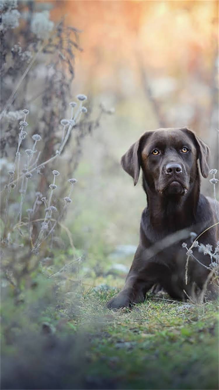 图片 昆明金毛犬训练基地权威认证！专业机构打造导盲搜救家庭伴侣犬，昆明金毛训练学校口碑推荐2.jpg