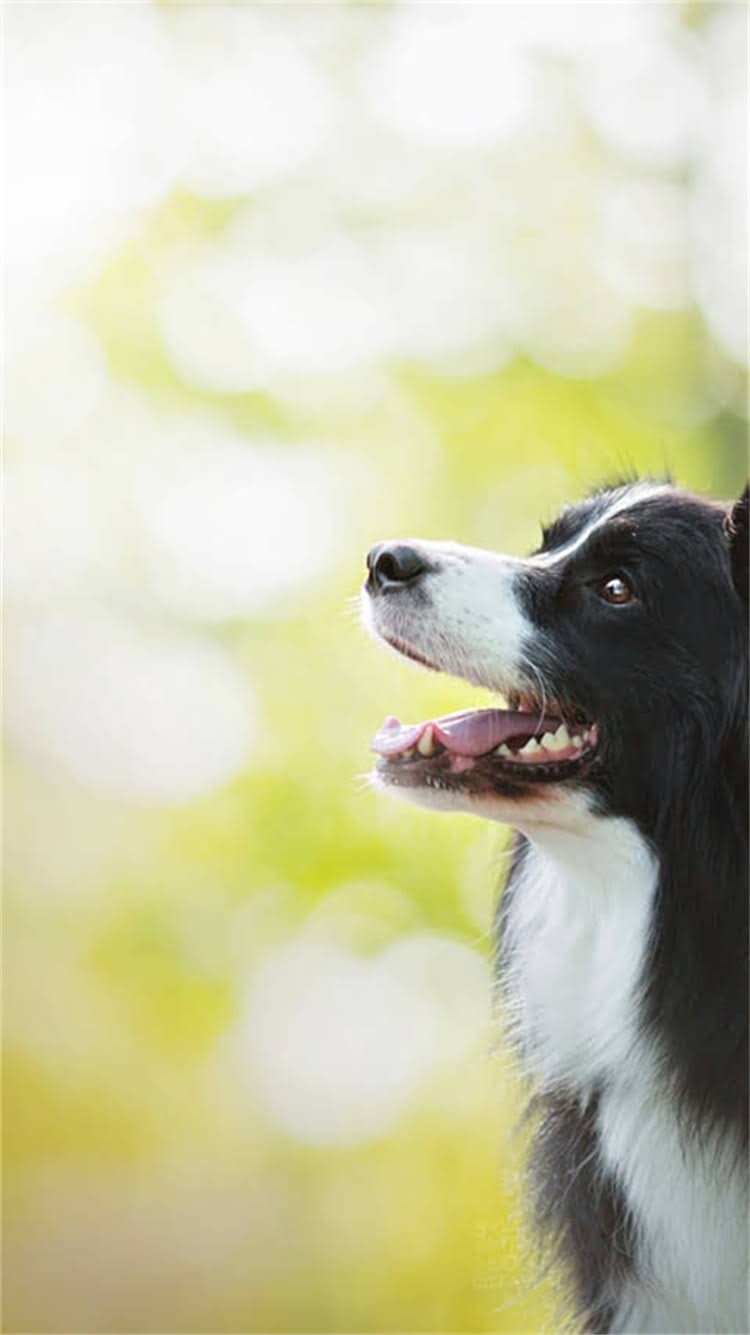 图片 明星同款宠物训练学校：科学训练+明星案例，教你如何培养高智商萌宠1.jpg