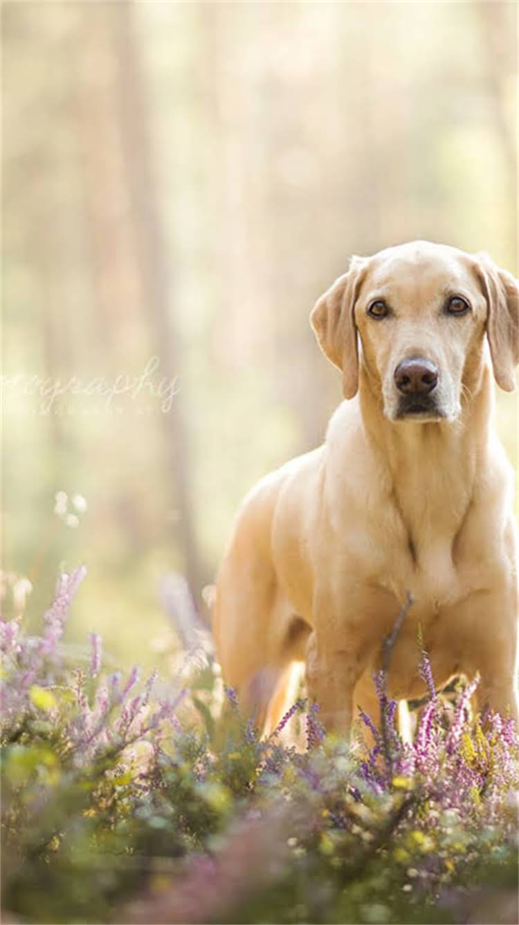 图片 普通家犬训练全攻略：5大科学方法让狗狗快速服从训练（附详细教程）.jpg