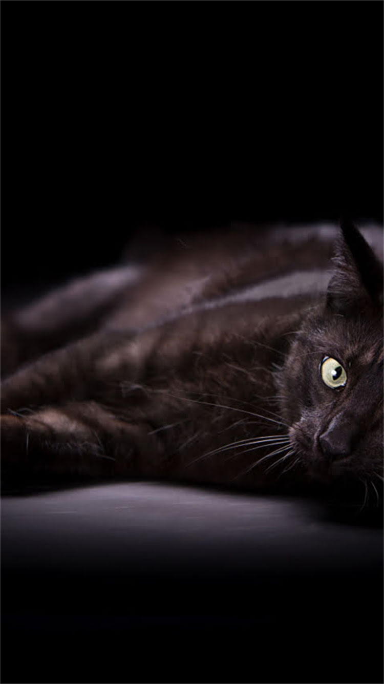 图片 普通猫粮价格多少钱一斤？如何挑选适合猫咪的高性价比猫粮？附详细选购指南1.jpg