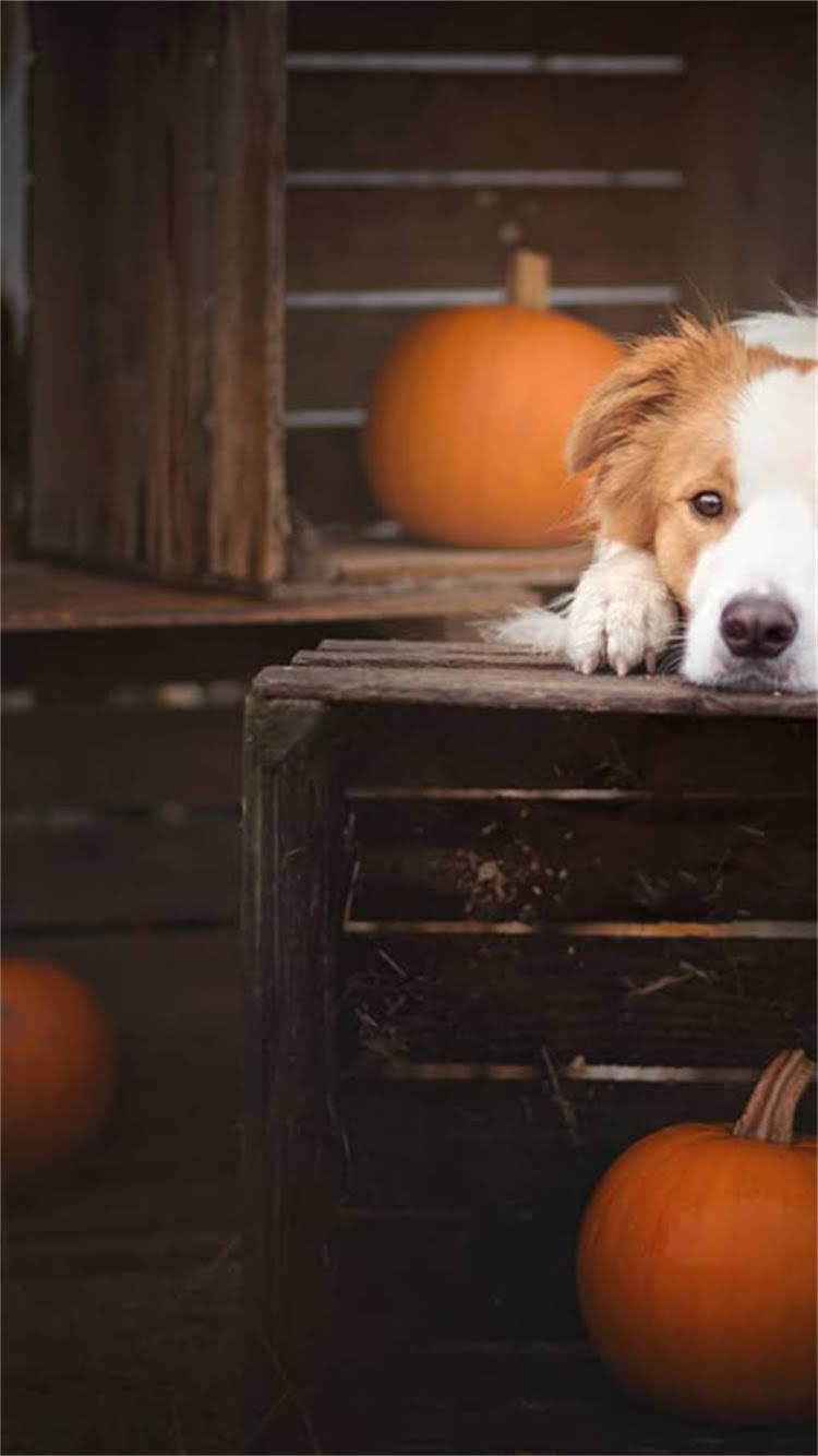图片 智能互动式虎皮鹦鹉说话训练机使用全攻略.jpg