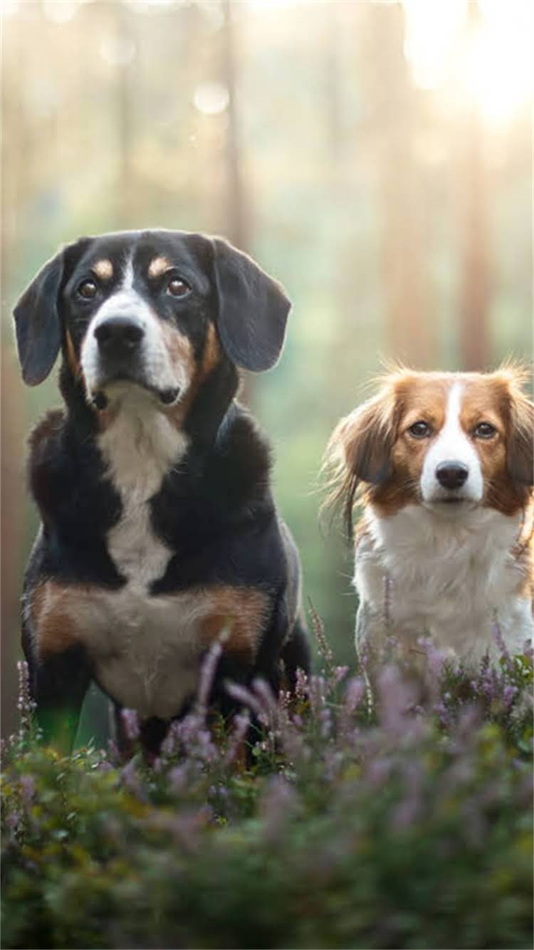 图片 智能互动式虎皮鹦鹉说话训练机使用全攻略2.jpg