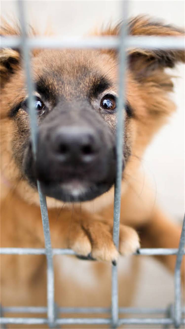 图片 智能萌宠出行新物种狗狗外形电动车设计与宠物家庭选购指南.jpg