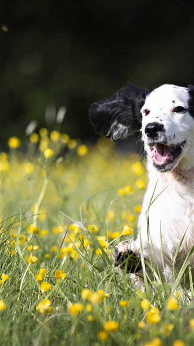 图片 智能萌宠出行新物种狗狗外形电动车设计与宠物家庭选购指南1.jpg