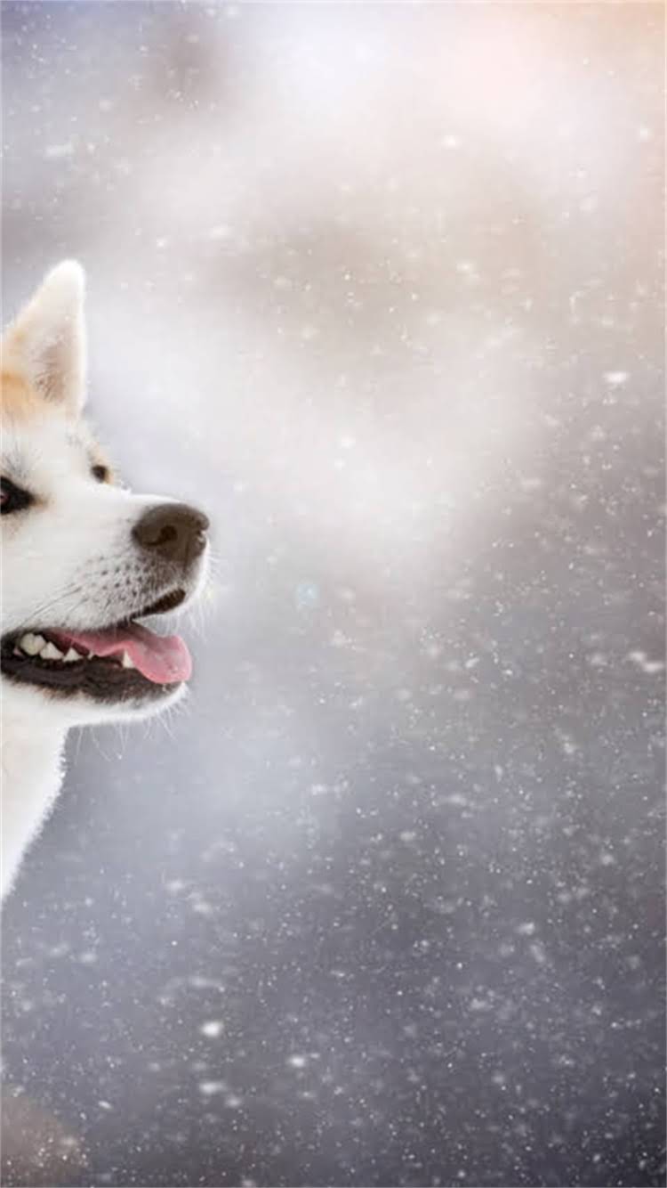 图片 暑假阿拉斯加极光与冰川全攻略：夏日避暑+冒险之旅终极指南.jpg