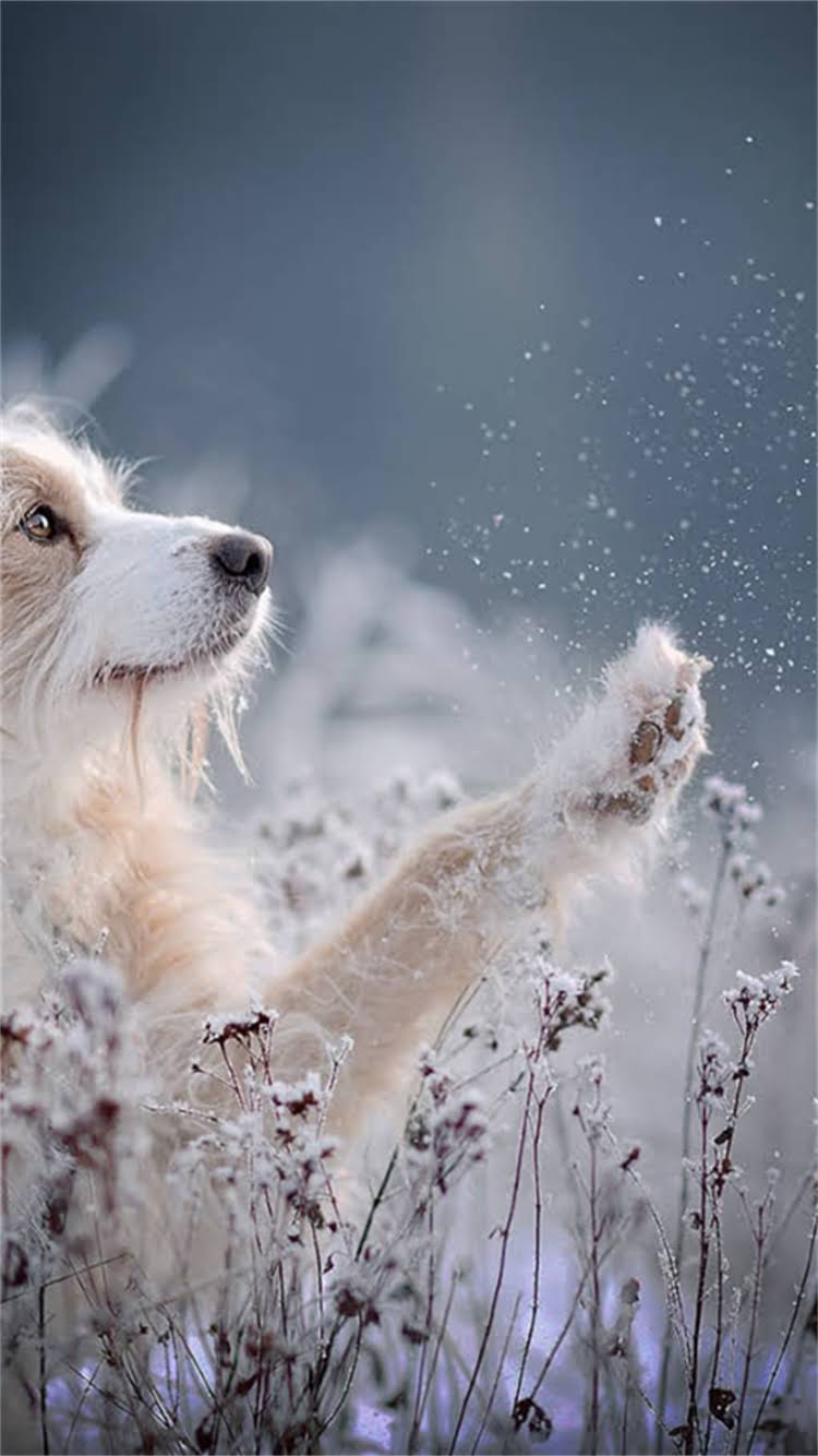 图片 暹罗猫买回来不吃猫粮？5大原因+解决方法（附专业护理指南）.jpg