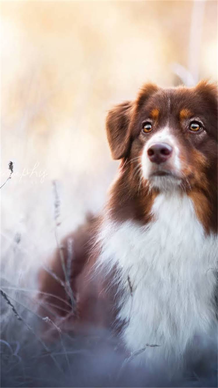 图片 最值得买的10款国产进口狗粮品牌推荐，附详细选购指南.jpg