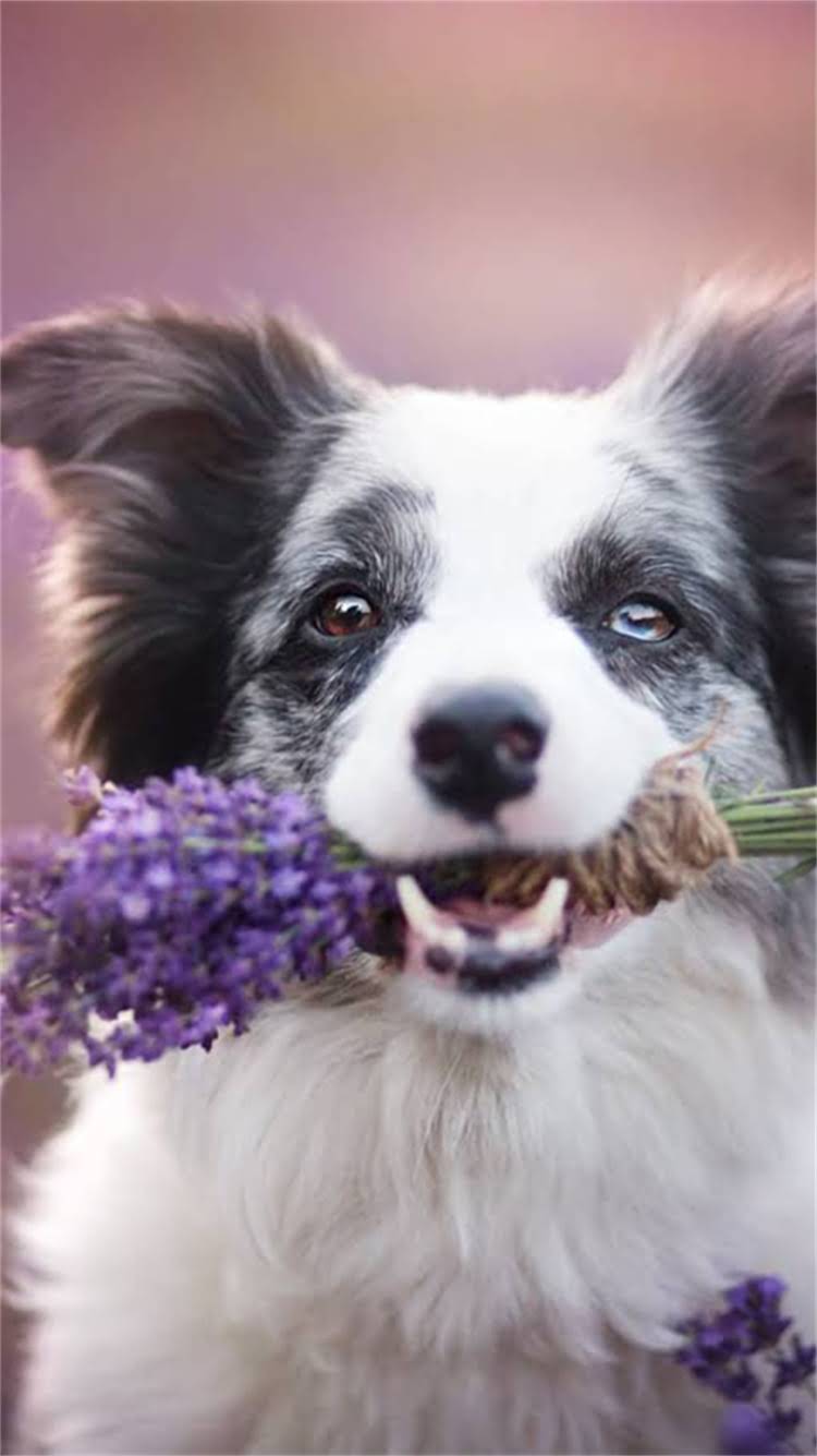 图片 最值得买的10款国产进口狗粮品牌推荐，附详细选购指南1.jpg