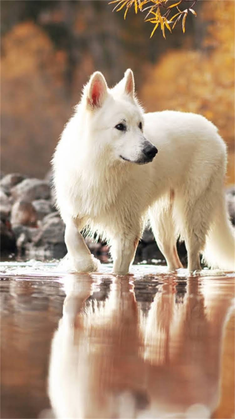 图片 最值得养的犬种！雪纳瑞优缺点全：家庭伴侣犬选它就对了🐾.jpg