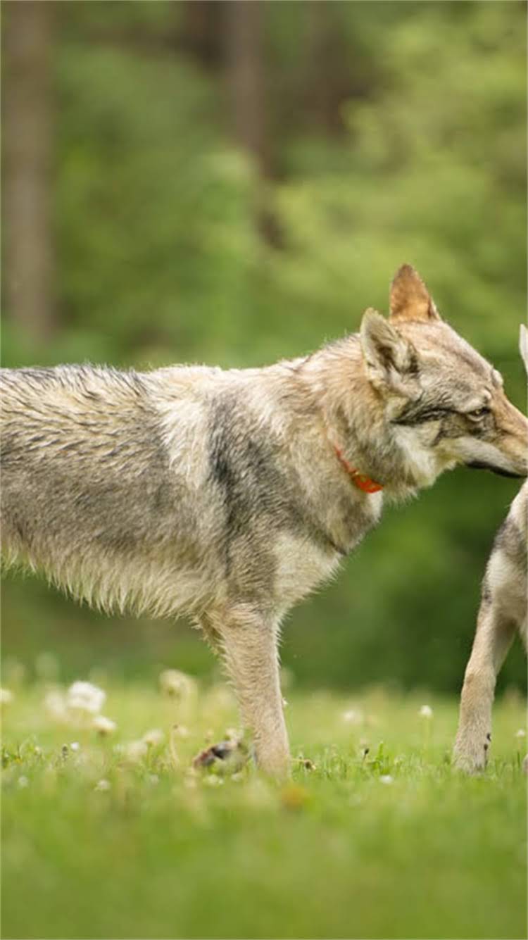 图片 最值得养的犬种！雪纳瑞优缺点全：家庭伴侣犬选它就对了🐾1.jpg
