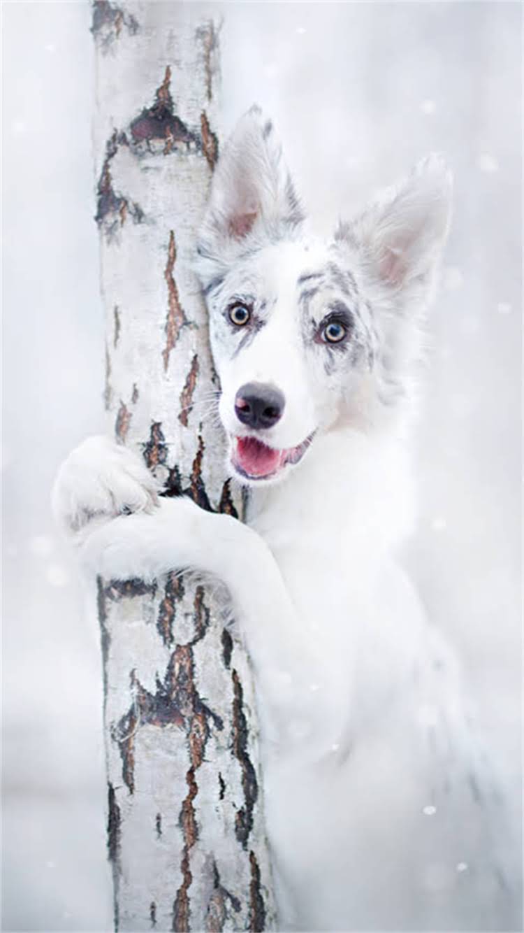 图片 最值得养的犬种！雪纳瑞优缺点全：家庭伴侣犬选它就对了🐾2.jpg