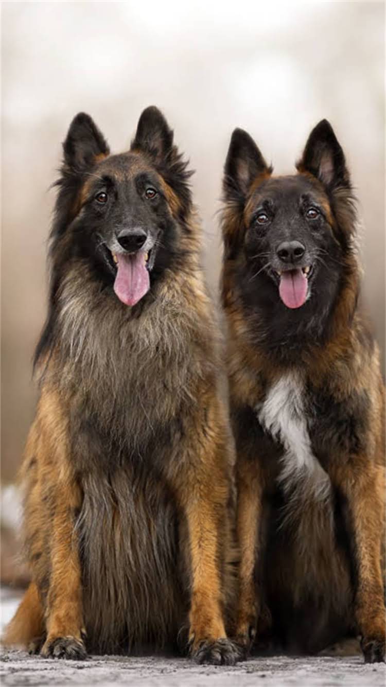 图片 最值得推荐的10款狗狗零食排行榜，附权威选购指南1.jpg