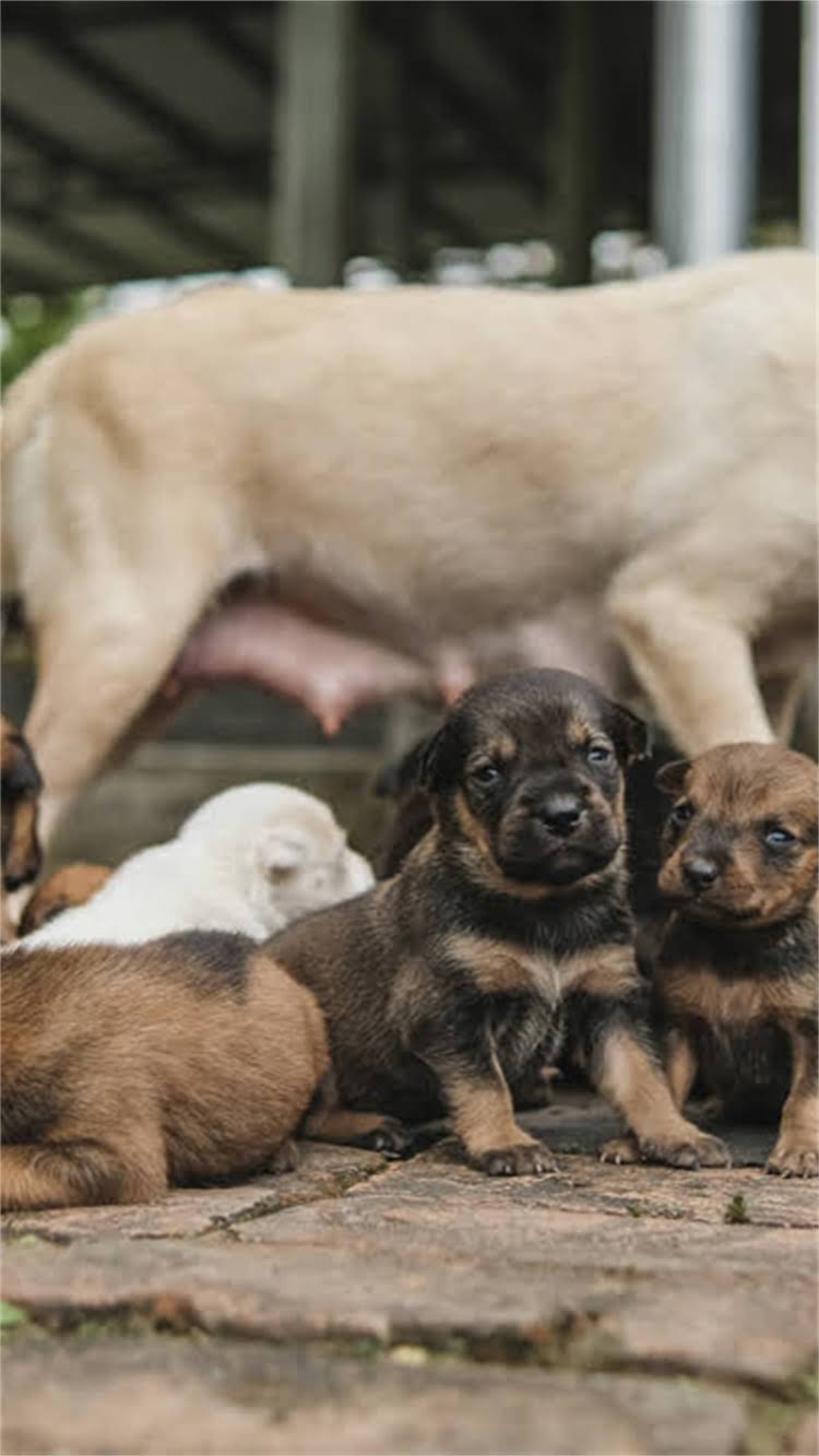 图片 最值得推荐的猫粮品牌及科学配方1.jpg