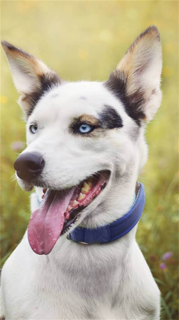 图片 最全小狗男生创意名字大全：易记又上镜的宠物命名指南1.jpg