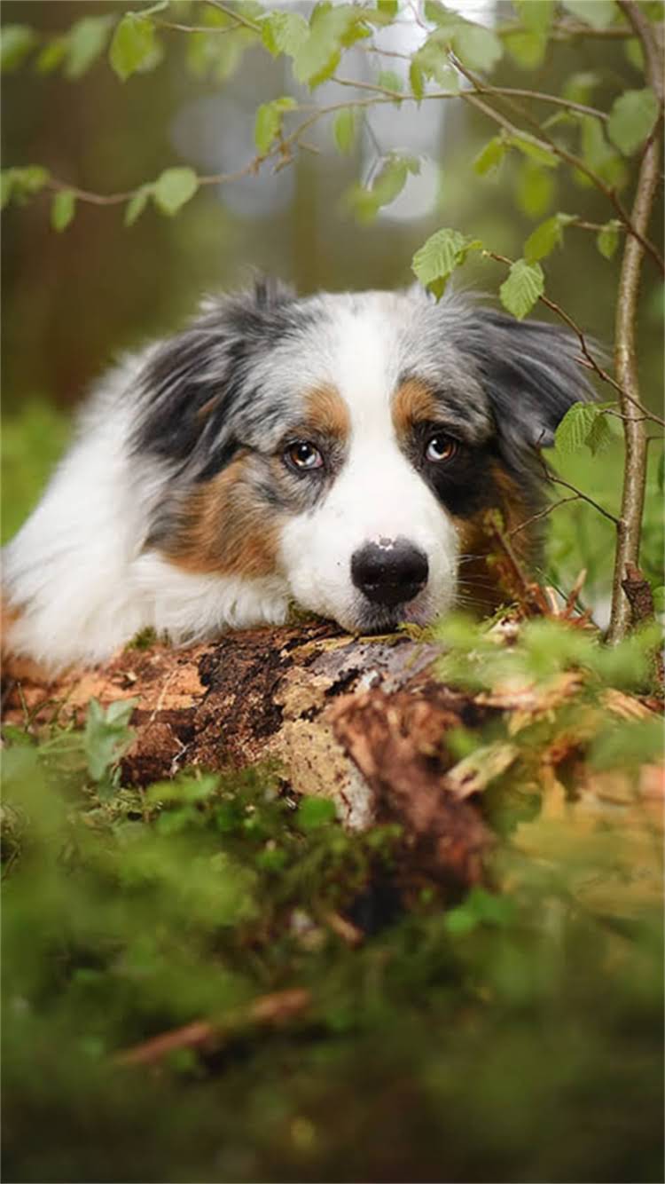 图片 最全小狗男生创意名字大全：易记又上镜的宠物命名指南2.jpg