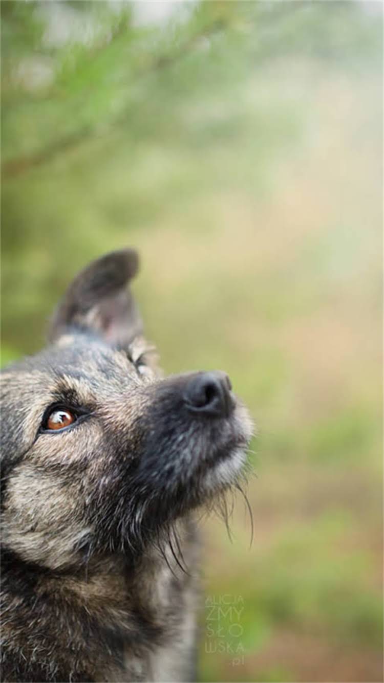 图片 最全指南：regency迷你雪纳瑞饲养全攻略（附品种选购技巧健康护理）.jpg