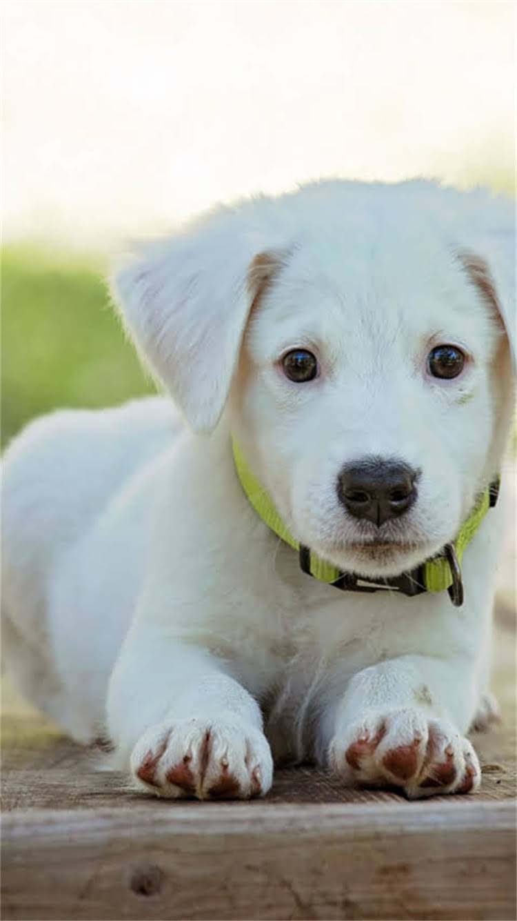 图片 最全指南：regency迷你雪纳瑞饲养全攻略（附品种选购技巧健康护理）2.jpg