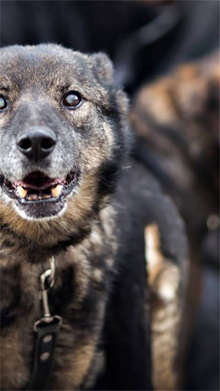 图片 最全指南：全球最美小狗品种排名及养护技巧1.jpg