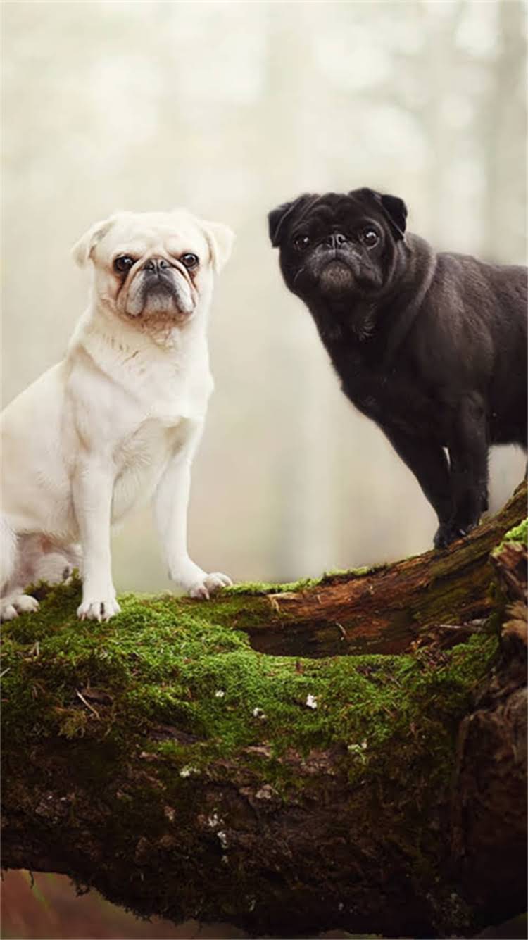 图片 最全指南：如何辨别真正的贵族天然狗粮品牌及选购技巧2.jpg