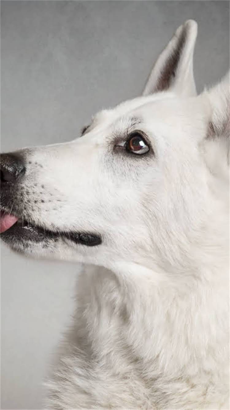 图片 最全狗狗起名指南：200个可爱狗狗名字大全及起名技巧.jpg