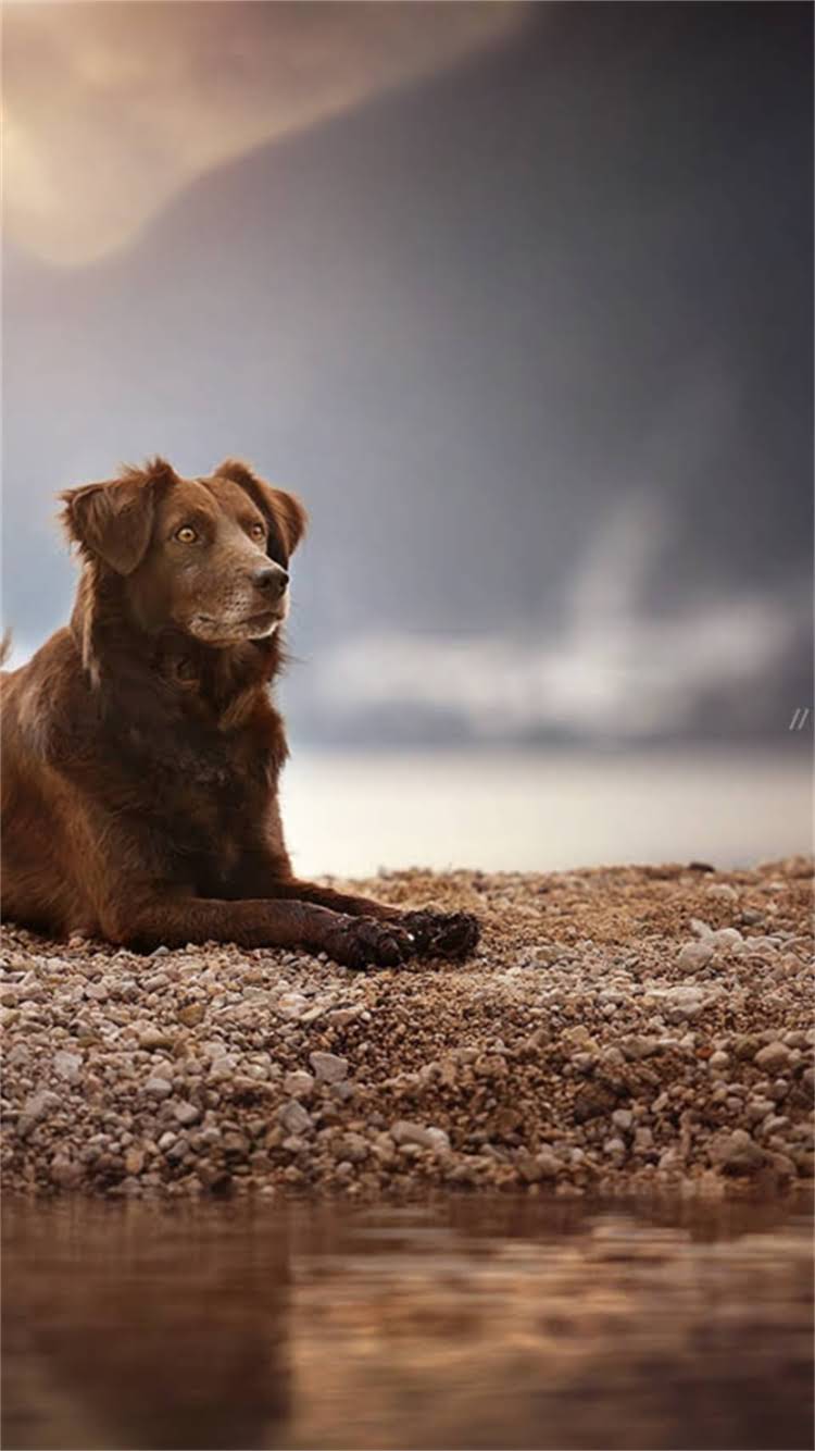 图片 最全狗狗起名指南：200个可爱狗狗名字大全及起名技巧1.jpg