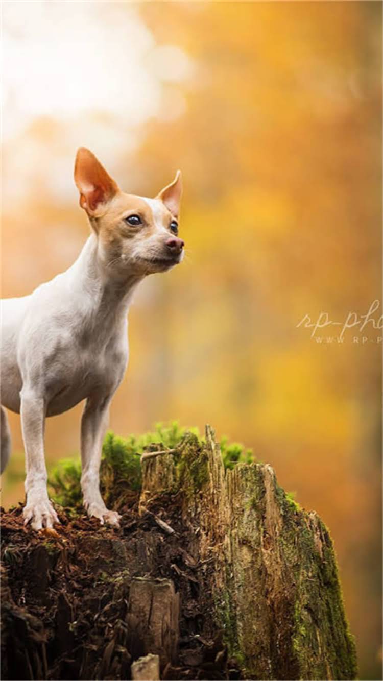 图片 最全猫粮狗粮网店代理指南：低门槛创业+高利润攻略（附加盟流程与选品技巧）.jpg