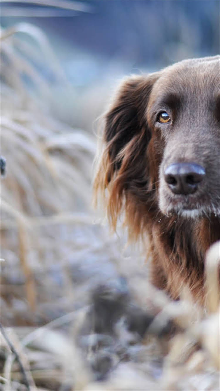 图片 最全猫粮狗粮网店代理指南：低门槛创业+高利润攻略（附加盟流程与选品技巧）1.jpg