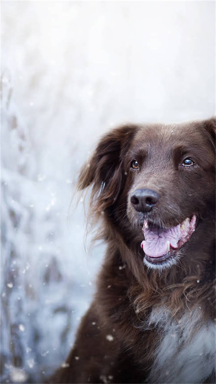 图片 最全猫粮狗粮网店代理指南：低门槛创业+高利润攻略（附加盟流程与选品技巧）2.jpg