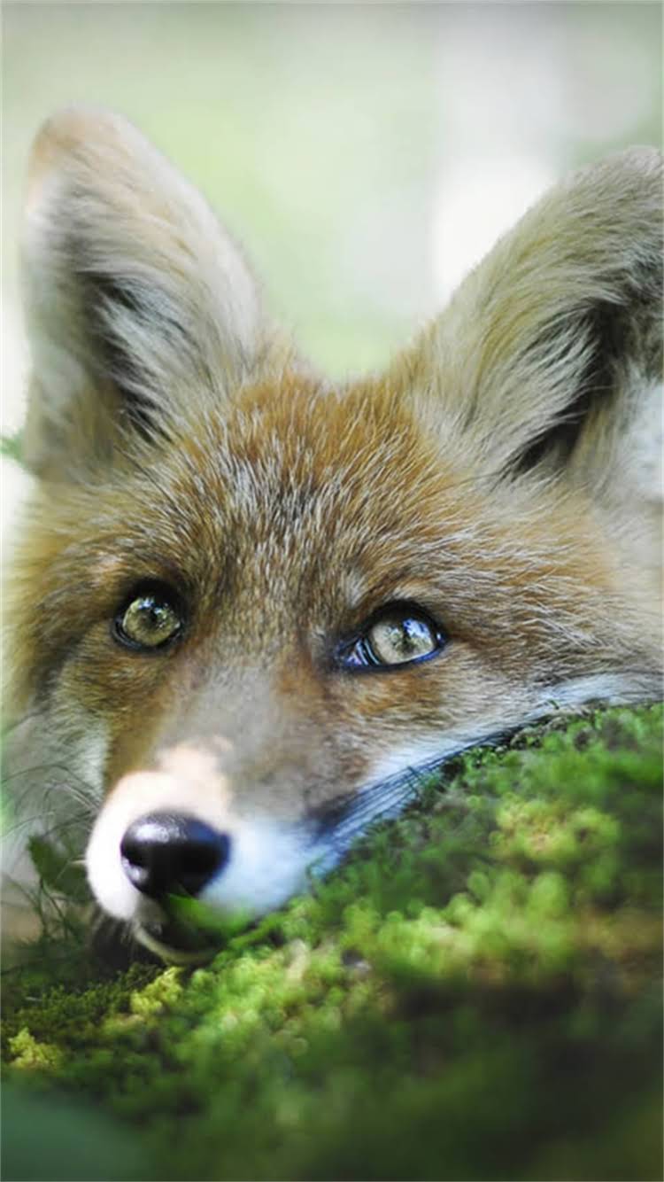 图片 最新Cku柯基犬花色标准全：从斑纹到双色如何科学判断品种认证1.jpg