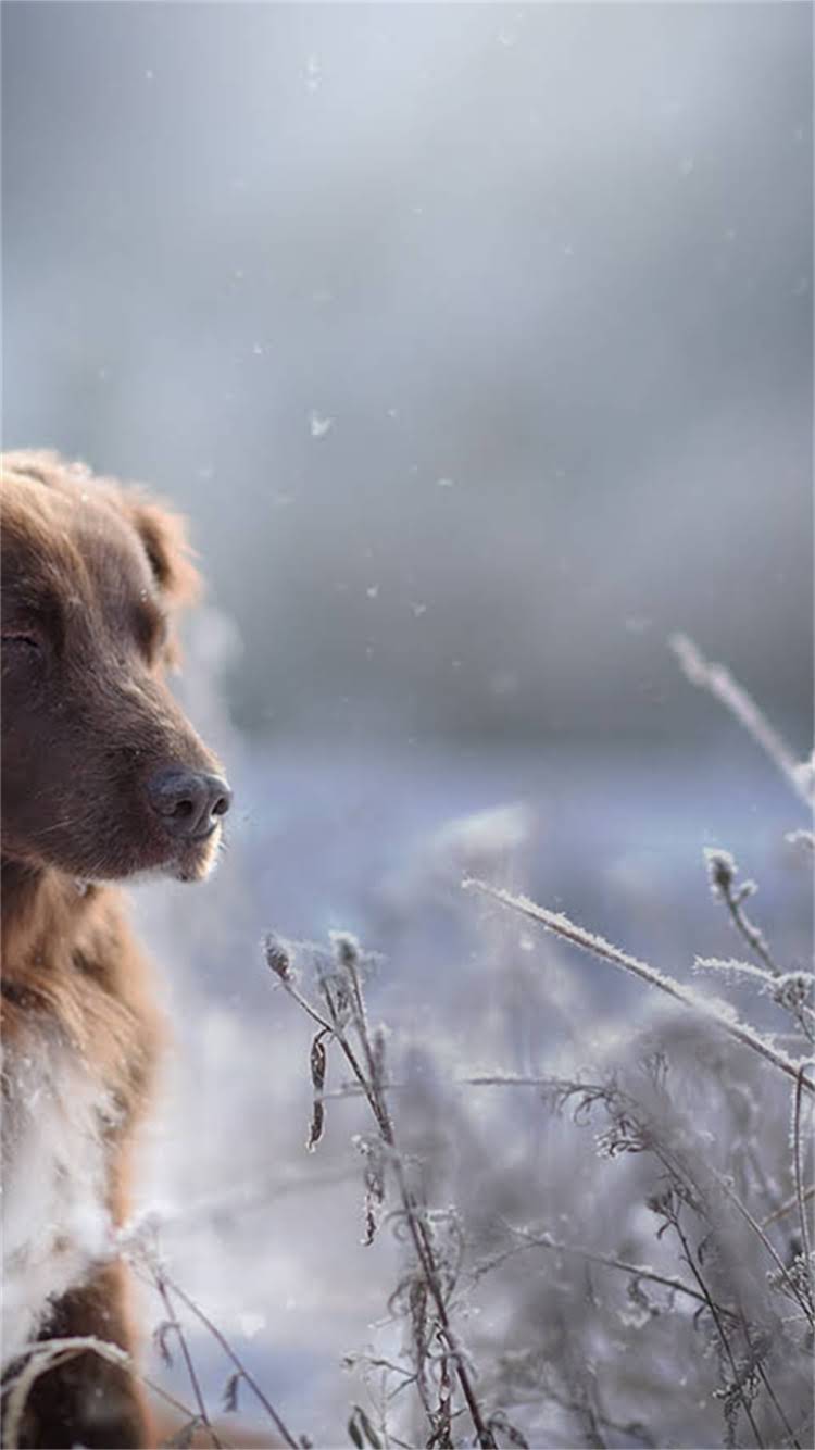 图片 最新全攻略狗狗必打疫苗有哪些？科学接种时间表+注意事项1.jpg
