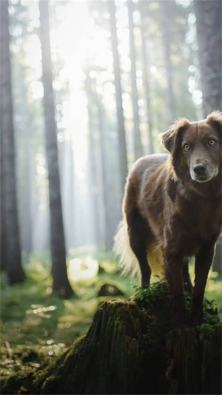 图片 最新北京上海金毛犬幼崽购买全攻略：如何挑选健康金毛，避坑指南与正规犬舍推荐.jpg
