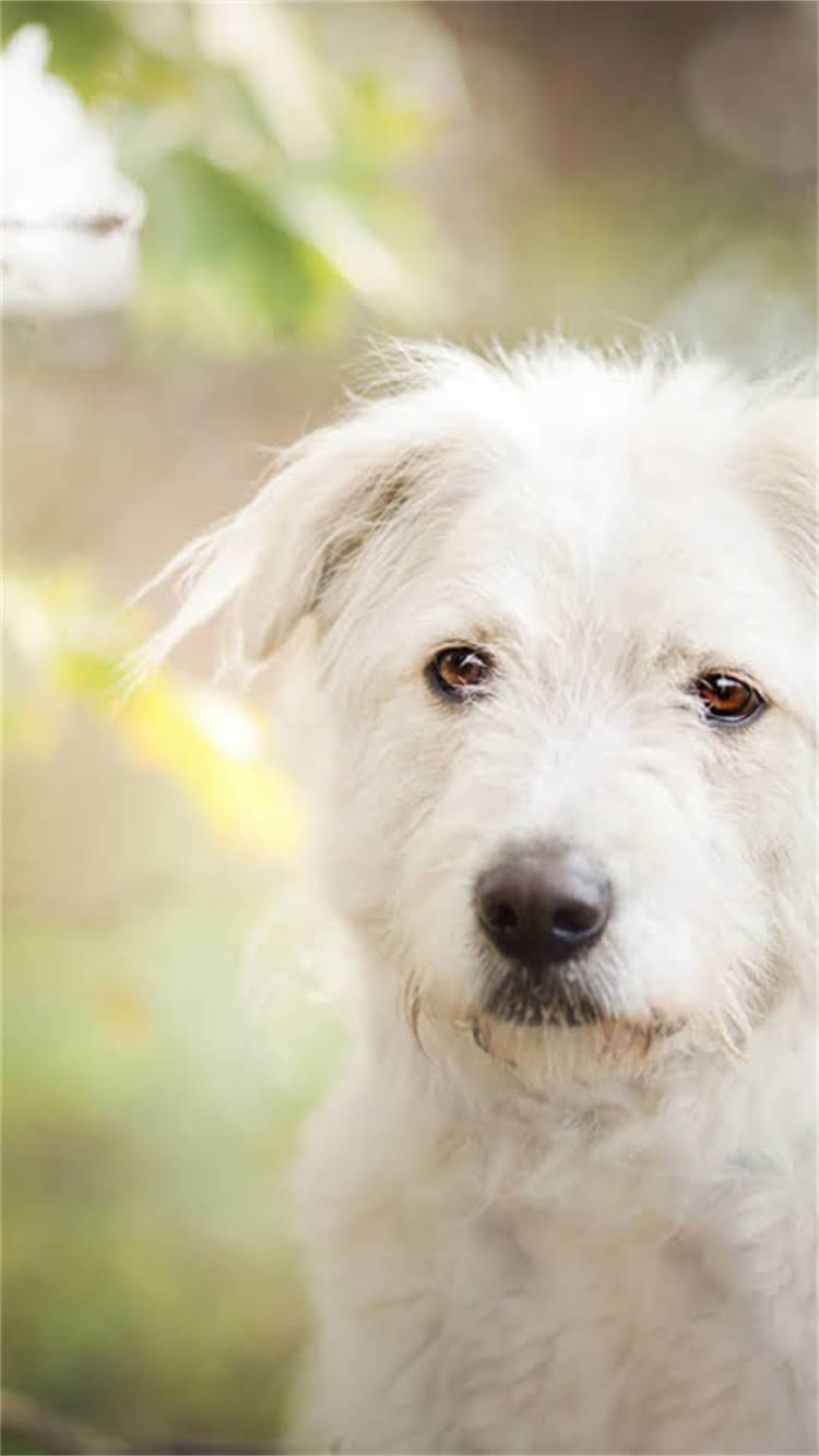 图片 最新北京上海金毛犬幼崽购买全攻略：如何挑选健康金毛，避坑指南与正规犬舍推荐2.jpg