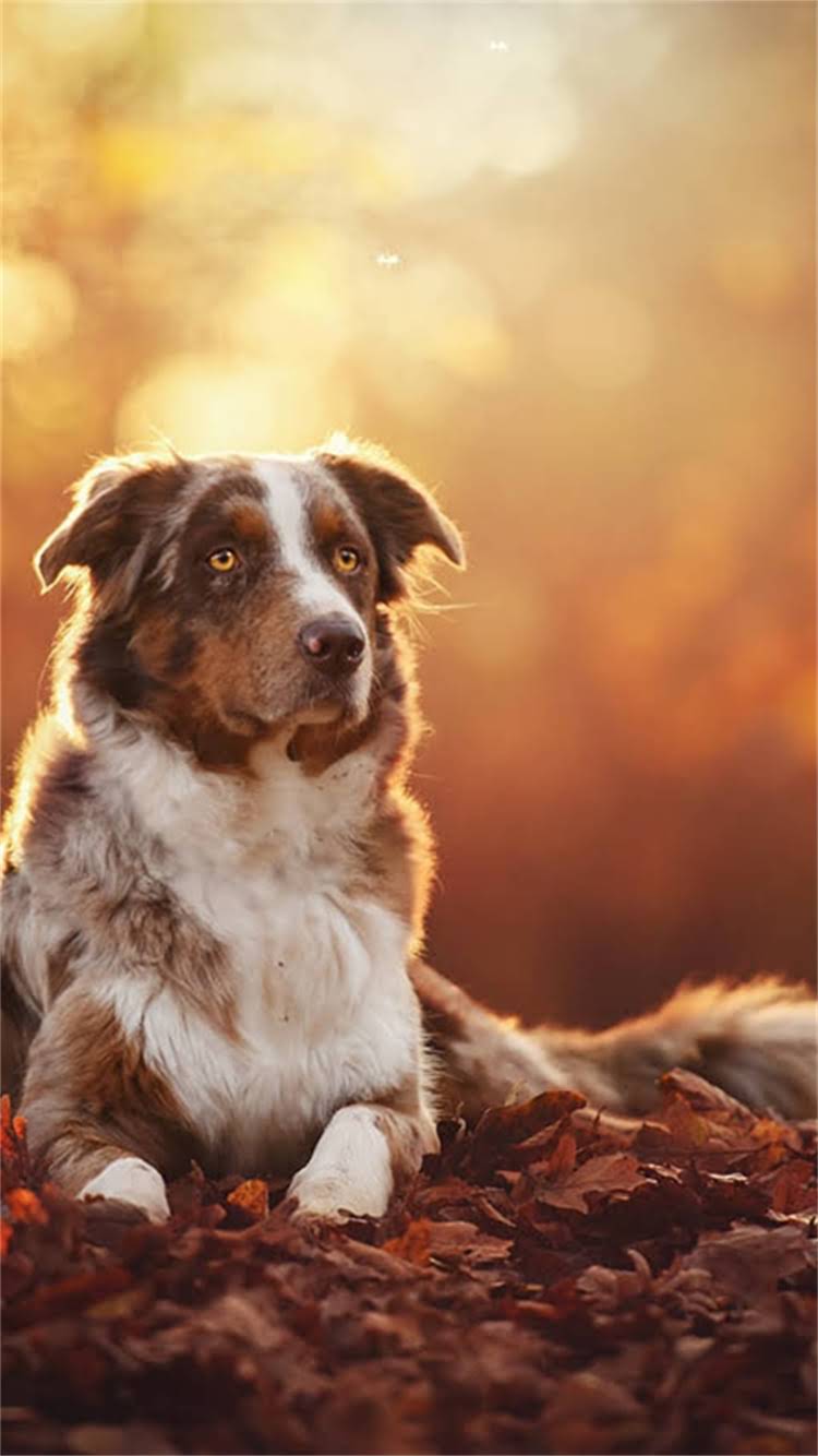 图片 最新博美犬购买指南：如何挑选健康博美犬及饲养注意事项（附价格清单）2.jpg
