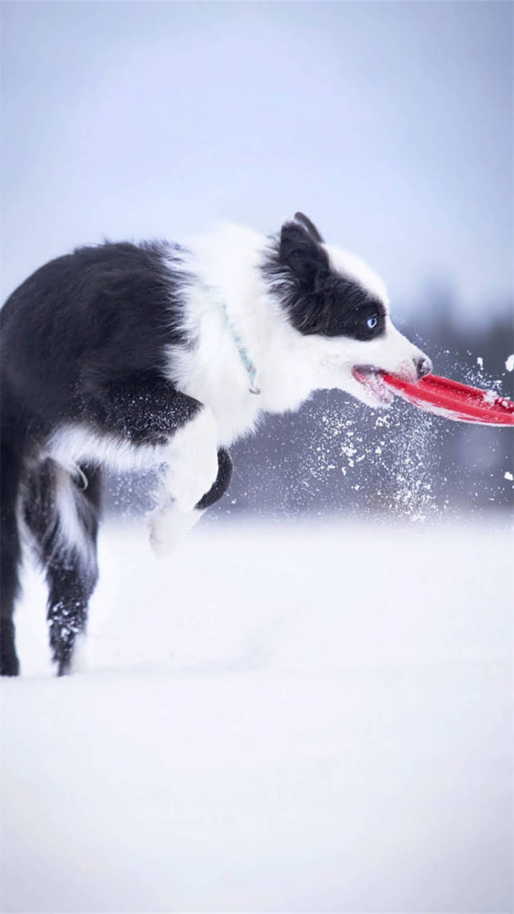 图片 最新对比鹿犬vs吉娃娃哪个更小？小型犬选育全攻略.jpg