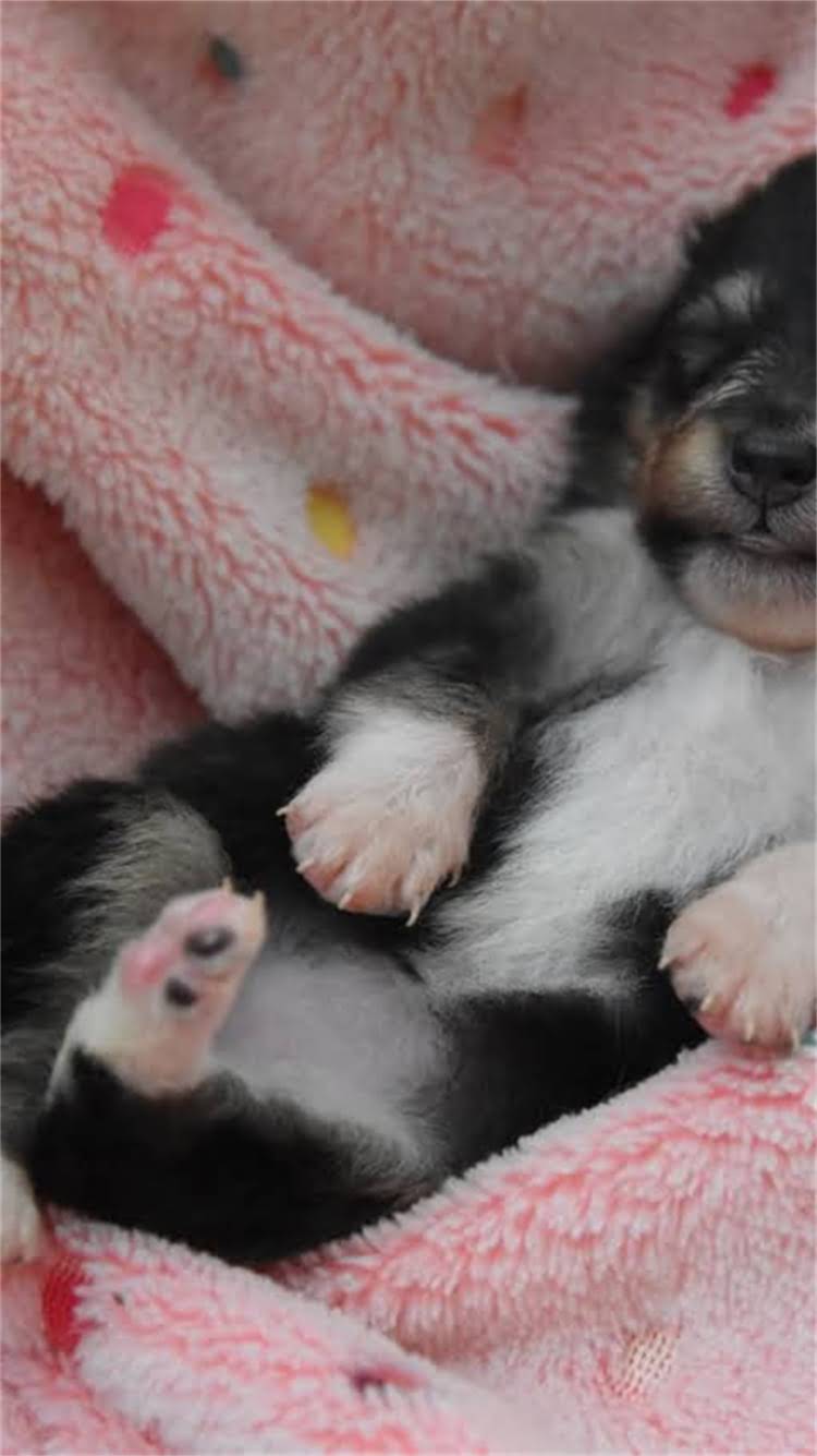 图片 最新对比鹿犬vs吉娃娃哪个更小？小型犬选育全攻略1.jpg