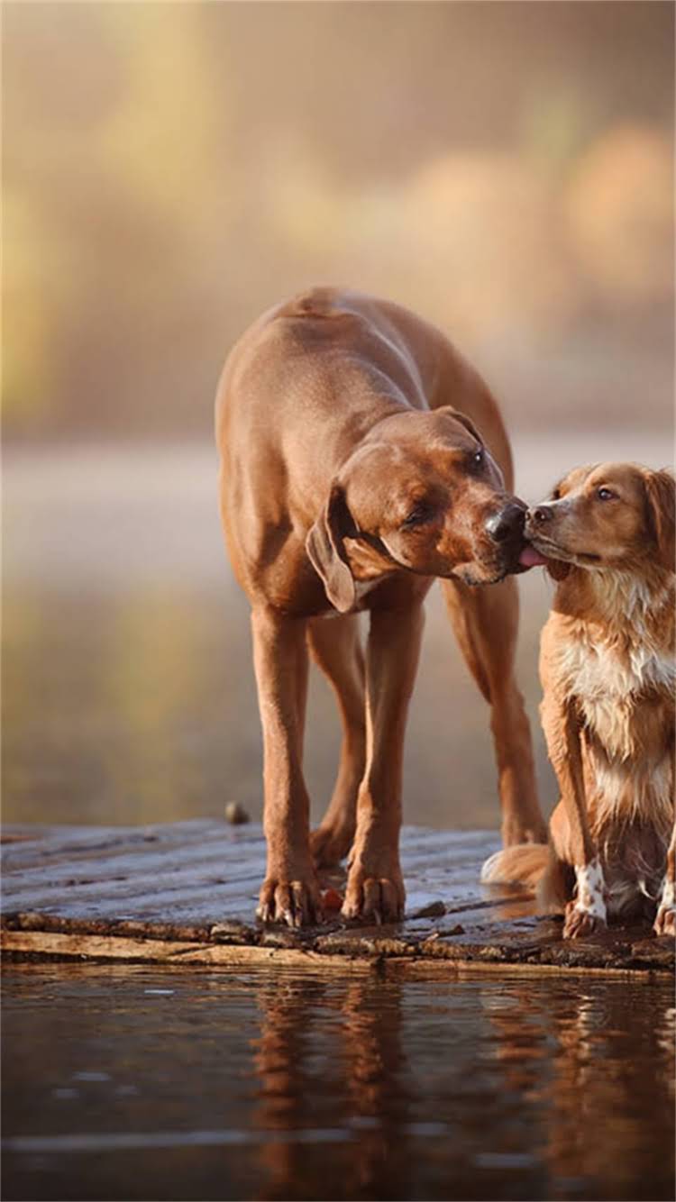 图片 最新对比鹿犬vs吉娃娃哪个更小？小型犬选育全攻略2.jpg